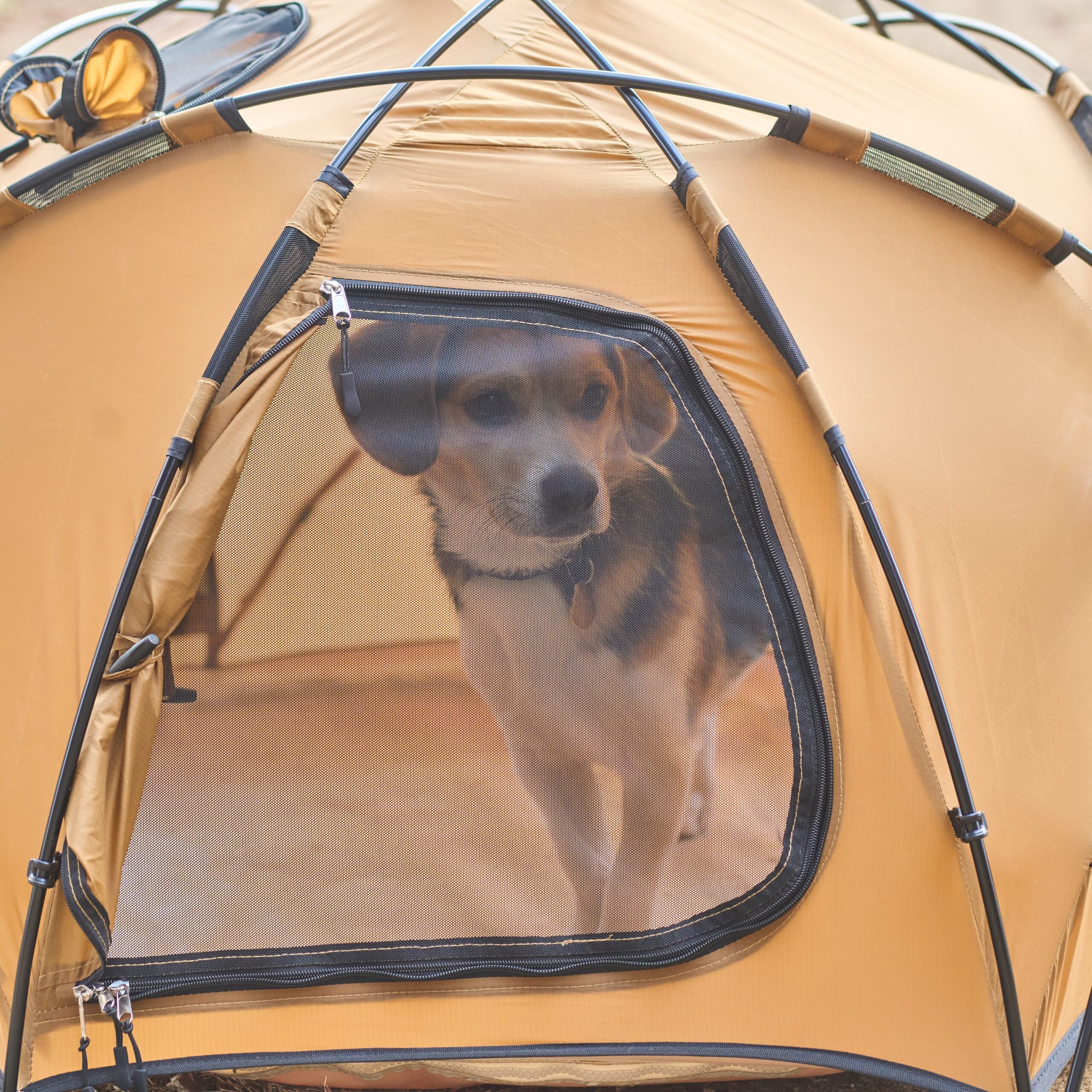 Wan＆Co. KAMIKURA -神座- イメージ画像04