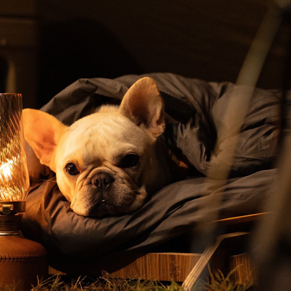 Wan＆Co. KONOHA -木葉- イメージ画像03